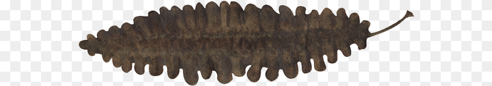 Sea Belt Kombu Free Png