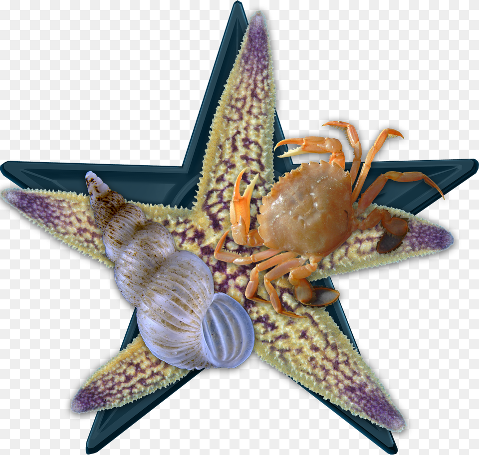 Sea Bio Barnstar Hires Northern Pacific Sea Star, Animal, Sea Life, Food, Invertebrate Free Transparent Png