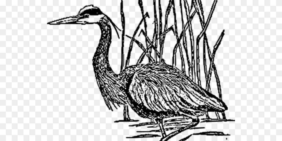 Sea Bird Clipart Crane Bird Herons Sketch, Gray Free Png