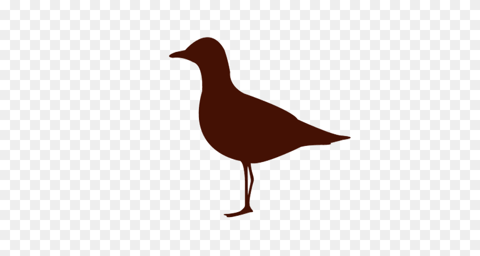 Sea Bird Silhouette, Animal, Seagull, Waterfowl, Beak Png