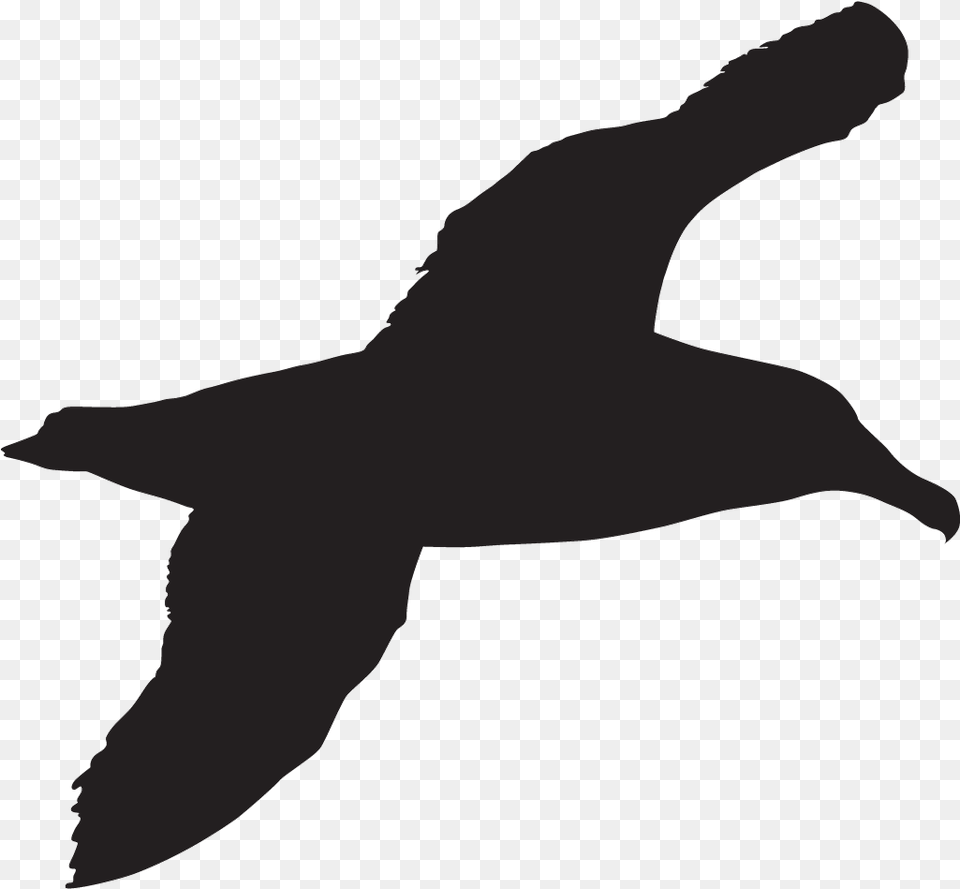 Sea Bird Silhouette Animal, Albatross, Person, Seagull Free Png Download