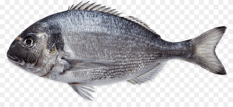 Sea Bream Farmed Sole, Animal, Fish, Sea Life Free Png Download