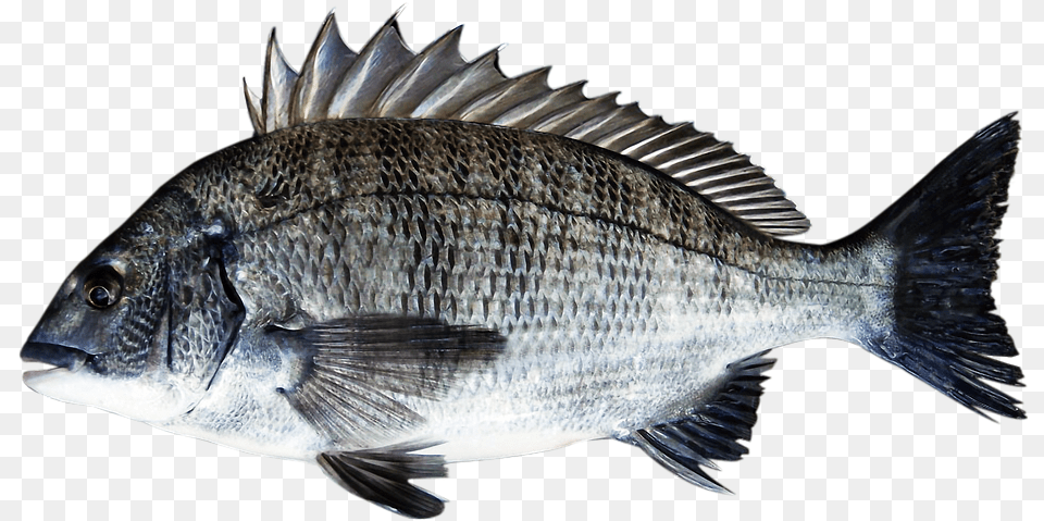 Sea Bream Fish Bream Emotional Condom Black Porgy Sea Bream, Animal, Sea Life, Perch Png Image