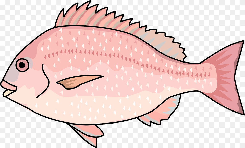 Sea Bream Fish Clipart, Animal, Sea Life, Shark Png