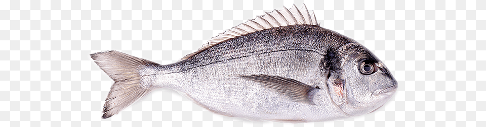 Sea Bream Fresh, Animal, Fish, Sea Life Free Png Download