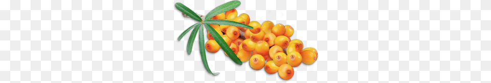 Sea Buckthorn, Food, Fruit, Plant, Produce Png