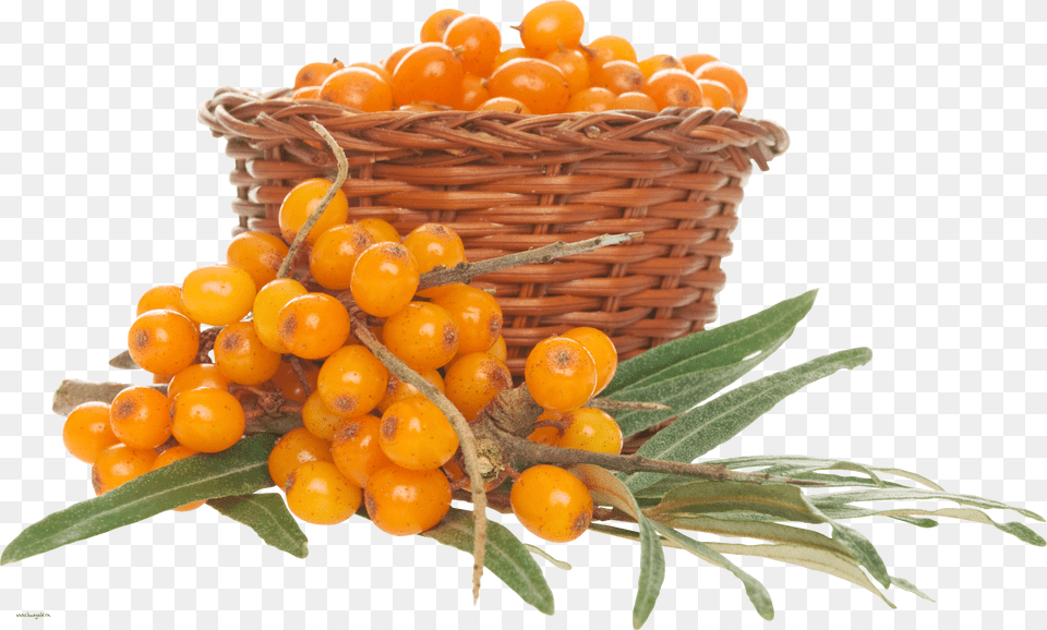 Sea Buckthorn, Animal, Mammal, Panther, Wildlife Png Image