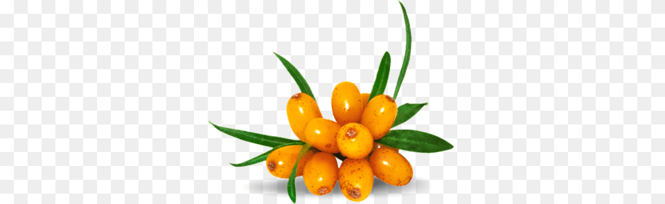 Sea Buckthorn, Food, Fruit, Plant, Produce Free Png