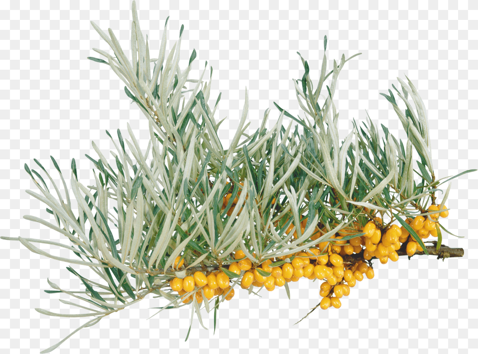 Sea Buckthorn Png