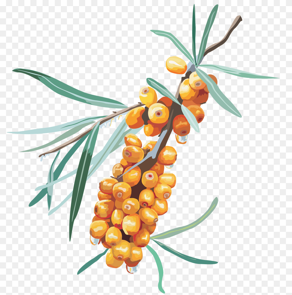 Sea Buckthorn, Food, Fruit, Plant, Produce Png