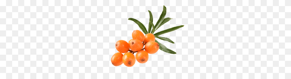 Sea Buckthorn, Citrus Fruit, Food, Fruit, Plant Free Png Download