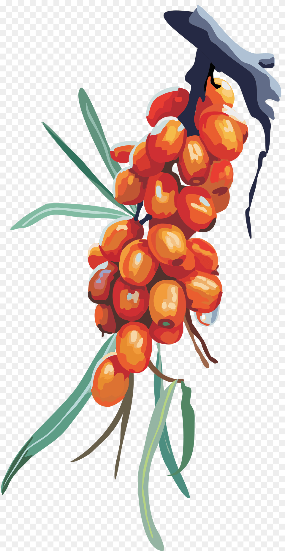 Sea Buckthorn, Food, Fruit, Plant, Produce Free Transparent Png