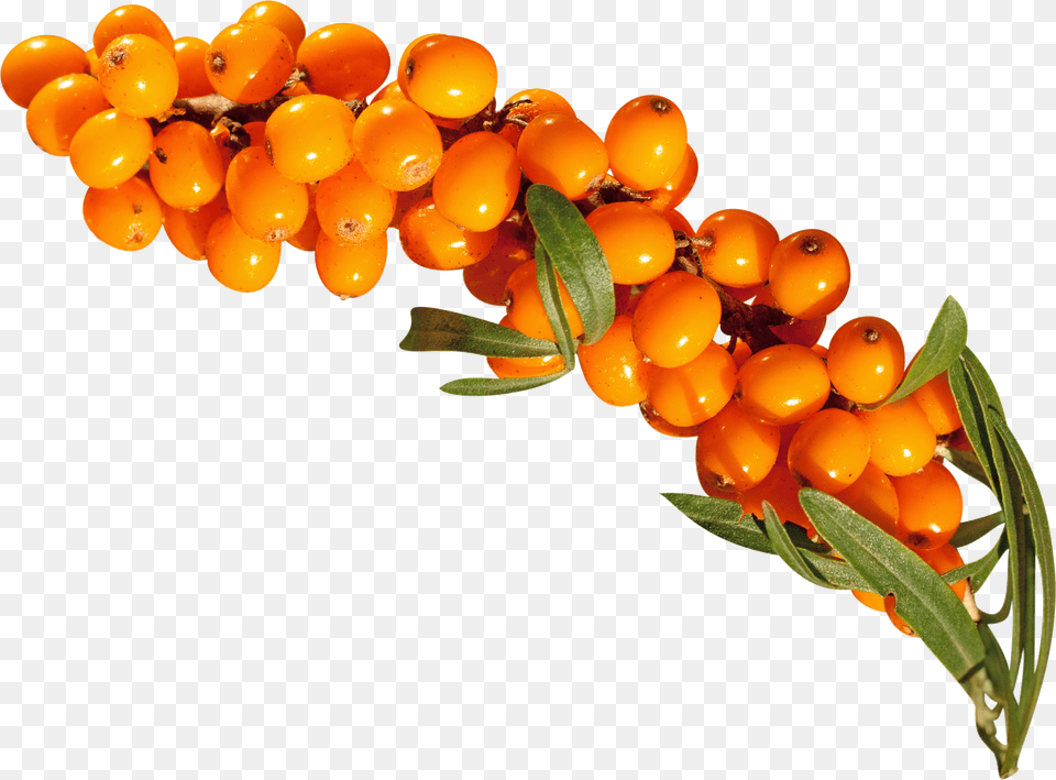 Sea Buckthorn, Text, Book, Publication, Document Png