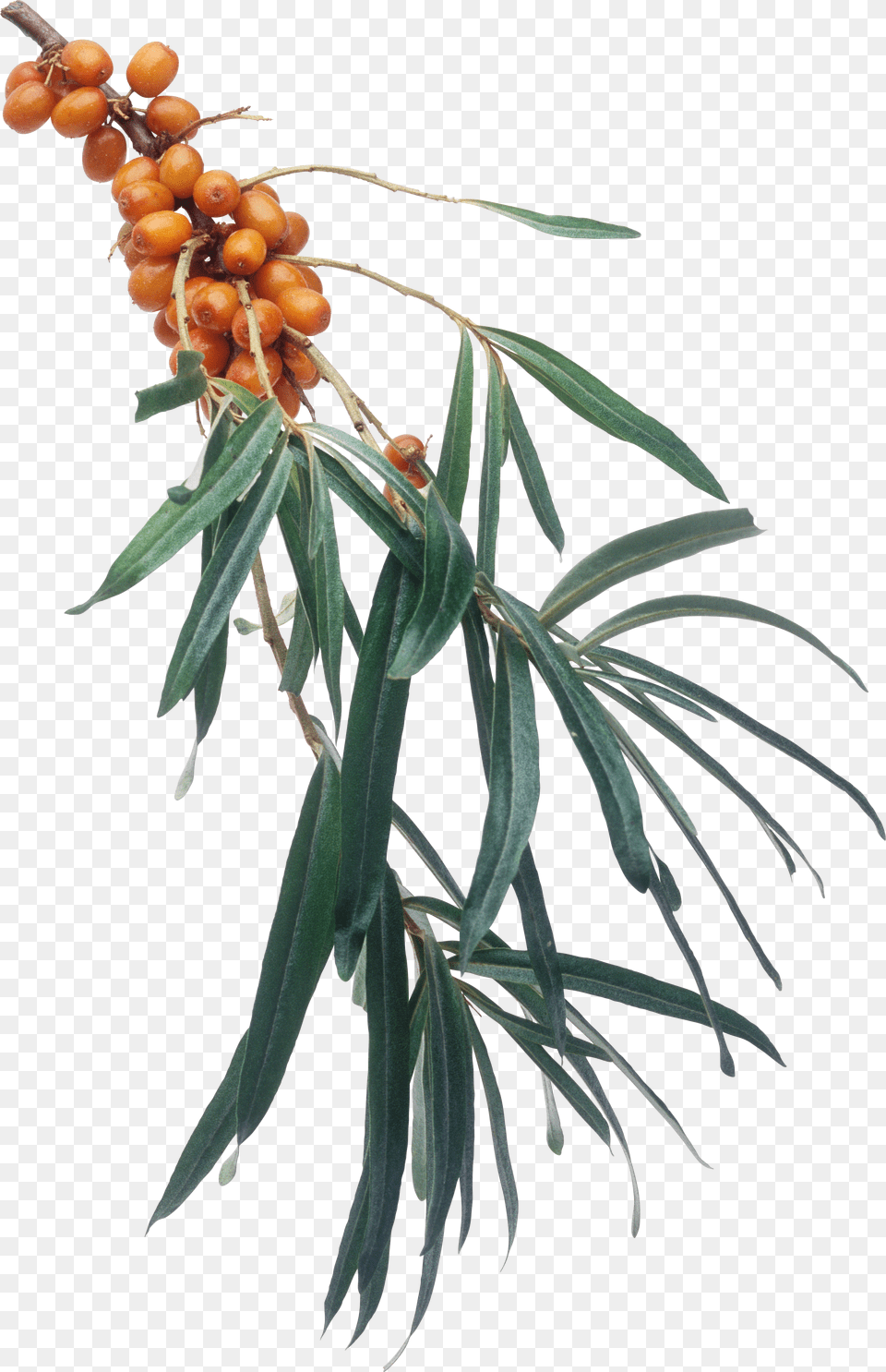 Sea Buckthorn Png Image