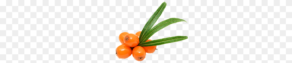 Sea Buckthorn, Food, Fruit, Plant, Produce Free Png