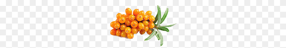Sea Buckthorn, Food, Fruit, Plant, Produce Free Png Download