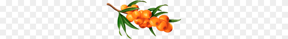 Sea Buckthorn, Food, Fruit, Plant, Produce Free Png