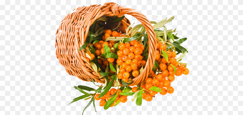 Sea Buckthorn, Basket, Food, Fruit, Plant Png