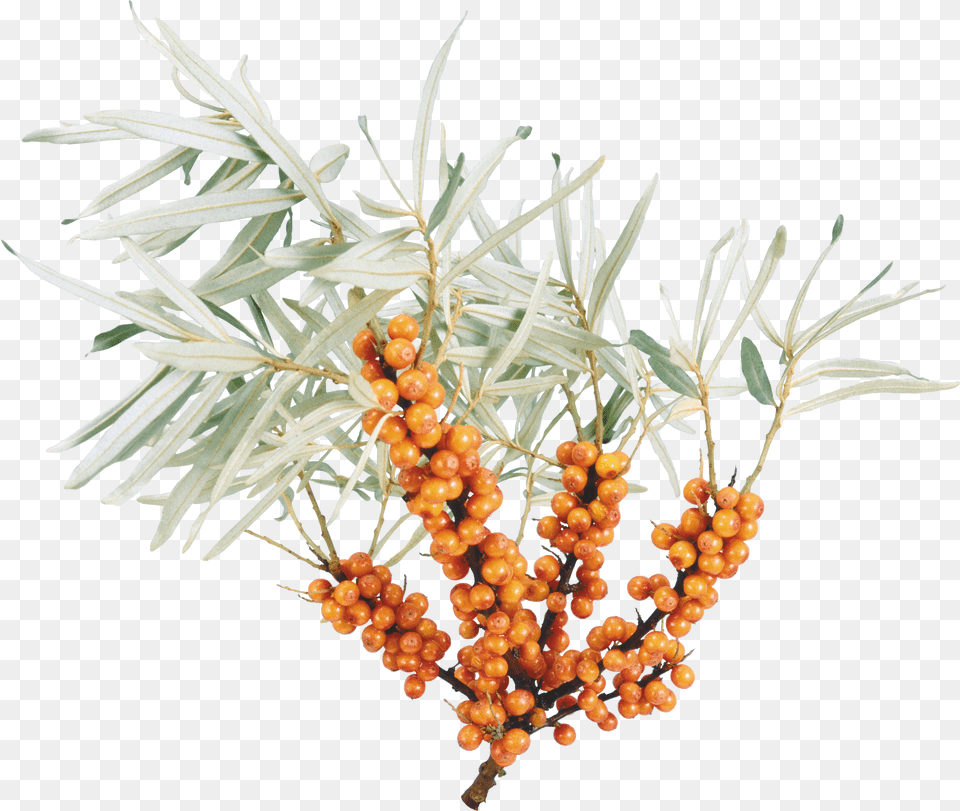 Sea Buckthorn, Advertisement, Poster, Outdoors, Nature Free Png