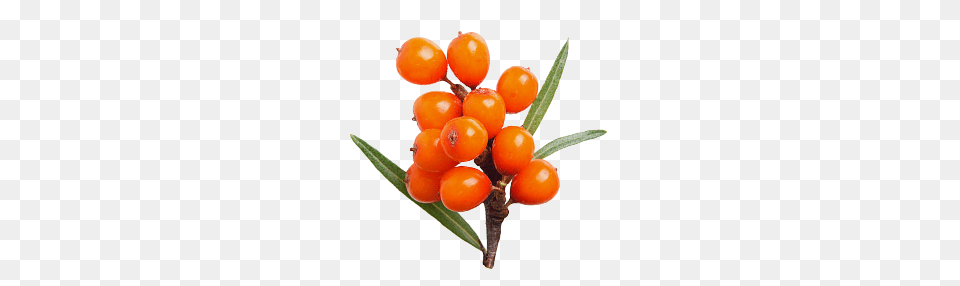 Sea Buckthorn, Food, Fruit, Plant, Produce Free Png