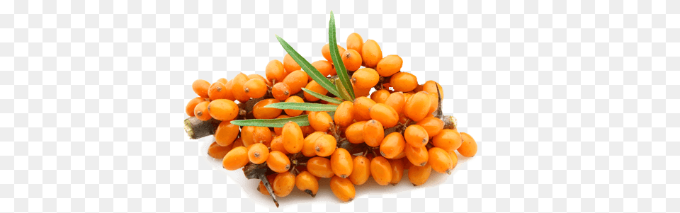 Sea Buckthorn, Food, Fruit, Plant, Produce Free Png