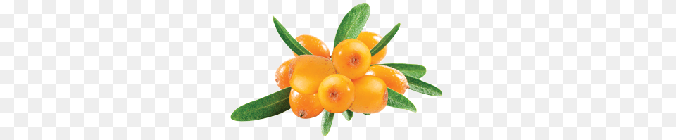 Sea Buckthorn, Food, Fruit, Plant, Produce Free Png