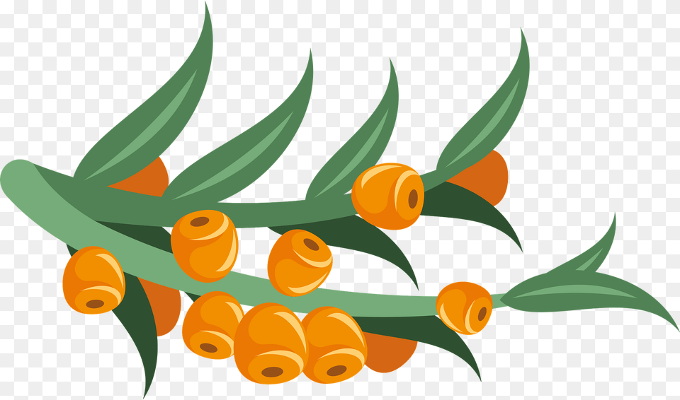Sea Buckthorn Clipart, Graphics, Art, Pattern, Floral Design Free Png