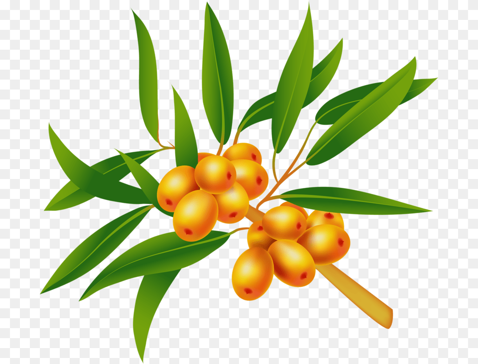 Sea Buckthorn Download Image Sea Buckthorns, Leaf, Plant, Food, Fruit Free Png