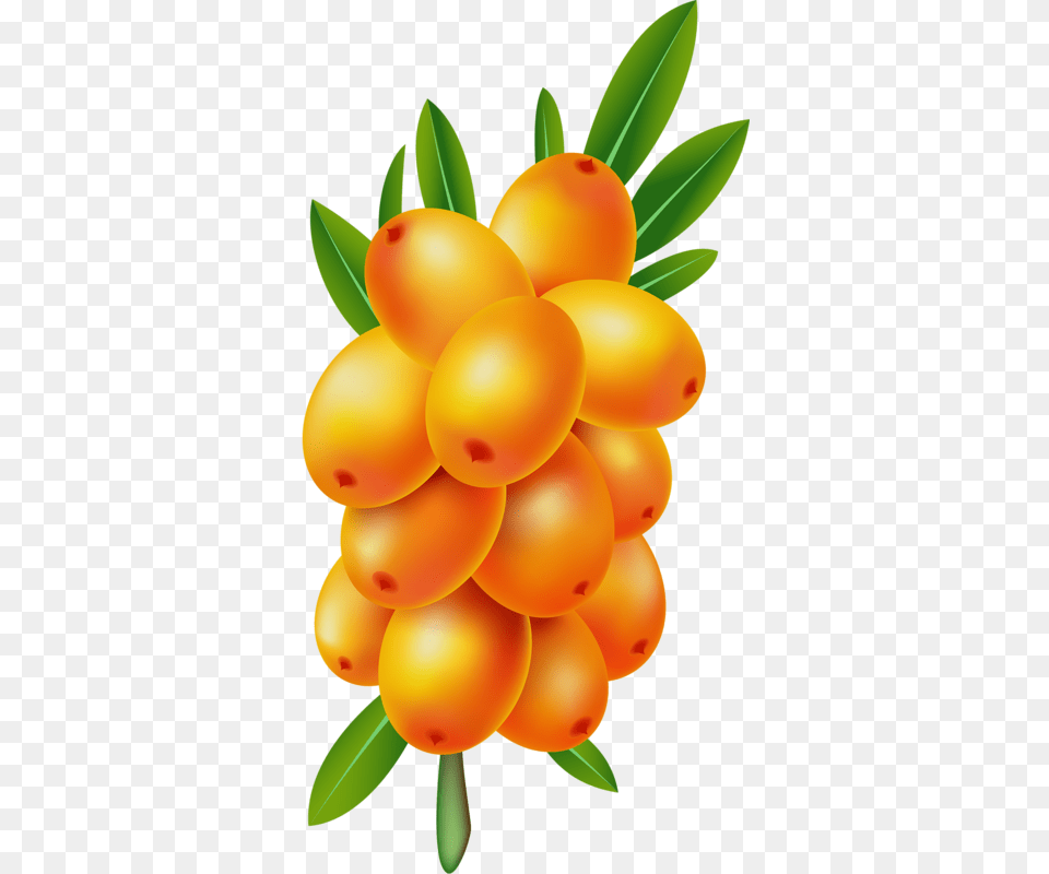 Sea Buckthorn Images Sea Buckthorn Berry Vector, Food, Fruit, Plant, Produce Png