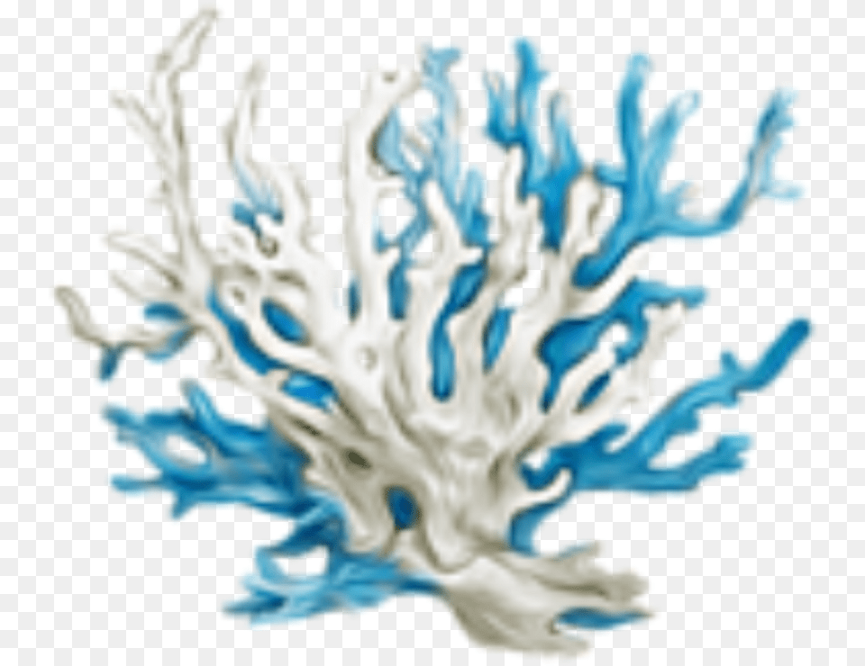 Sea Coral Coral, Animal, Sea Life, Reef, Outdoors Free Png Download
