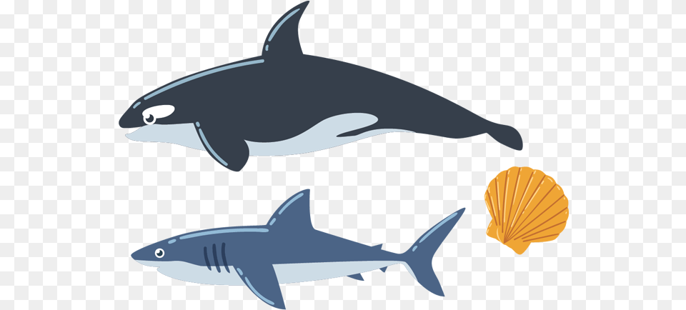 Sea Creatures Images Pictures Download Sea Animal Vector, Sea Life, Fish, Shark Free Transparent Png