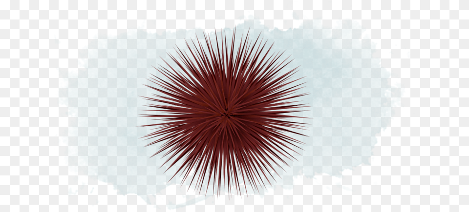 Sea Cucumber And Urchin Sea Urchin, Plant, Fireworks, Animal, Sea Life Free Png Download