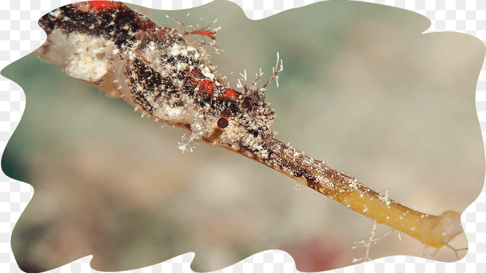 Sea Cucumbers Macro Photography, Outdoors, Nature, Animal, Mammal Free Png