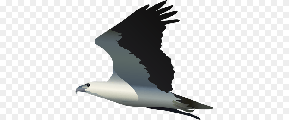 Sea Eagle Svg Download Sea Eagle Svg White Bellied Sea Eagle, Animal, Bird, Person, Booby Png Image