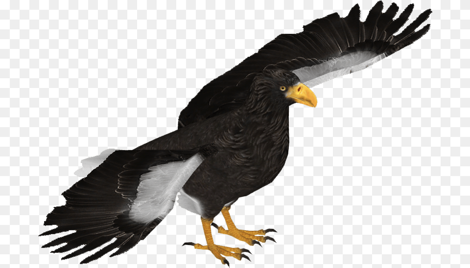 Sea Eagle Wedge Tailed Eagle, Animal, Beak, Bird, Vulture Png Image