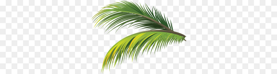 Sea Fm, Palm Tree, Tree, Plant, Leaf Free Png