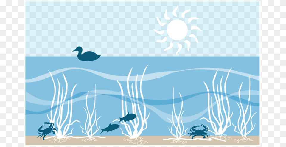 Sea Grass, Water, Animal, Bird, Swimming Free Png Download