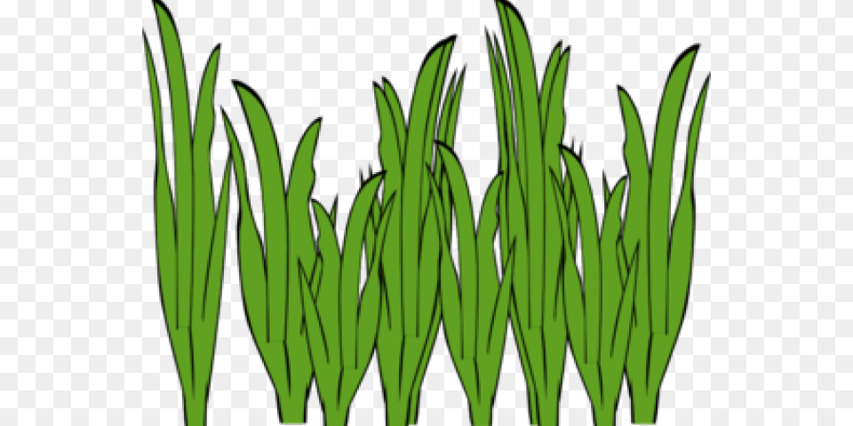 Sea Grass Clipart Garden Grass, Aquatic, Green, Plant, Vegetation Free Png