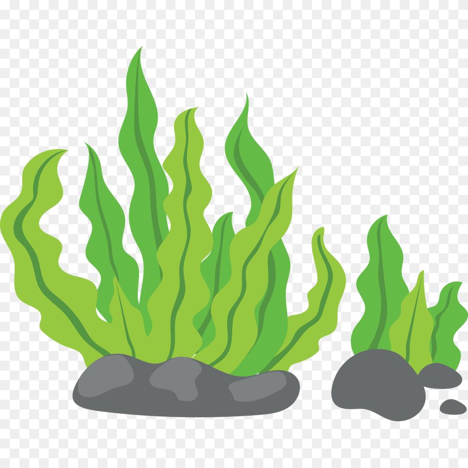 Sea Grass Clipart Kelp, Green, Leaf, Plant, Fern Png Image