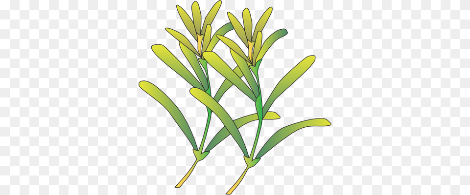 Sea Grass Clipart Vector, Herbs, Tree, Herbal, Plant Free Transparent Png