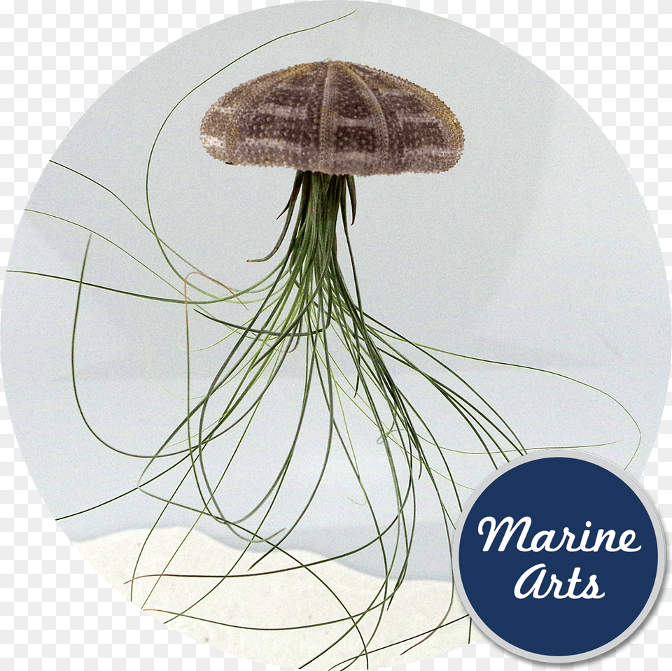 Sea Jellyfish, Plant, Animal, Sea Life Free Png Download