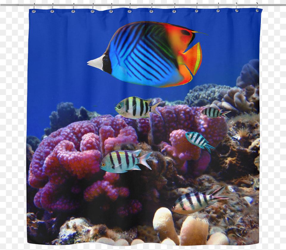 Sea Life 03 Tropical Fish Shower Curtain Andaman And Nicobar Islands Biodiversity, Animal, Sea Life, Reef, Outdoors Png