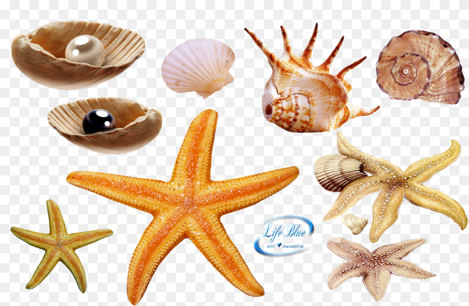 Sea Life Real Sea Creatures, Animal, Invertebrate, Sea Life, Seashell Png Image