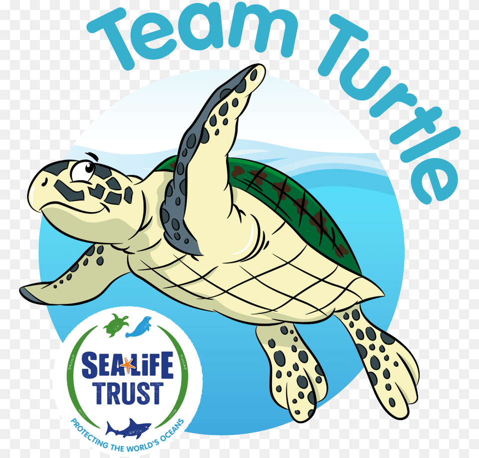 Sea Life Trust On Twitter Sea Life Trust, Animal, Reptile, Sea Life, Sea Turtle Free Png Download