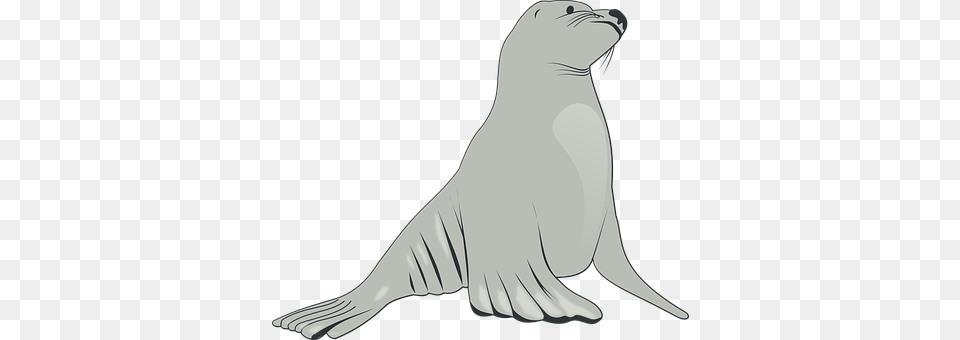 Sea Lion Adult, Animal, Female, Mammal Png