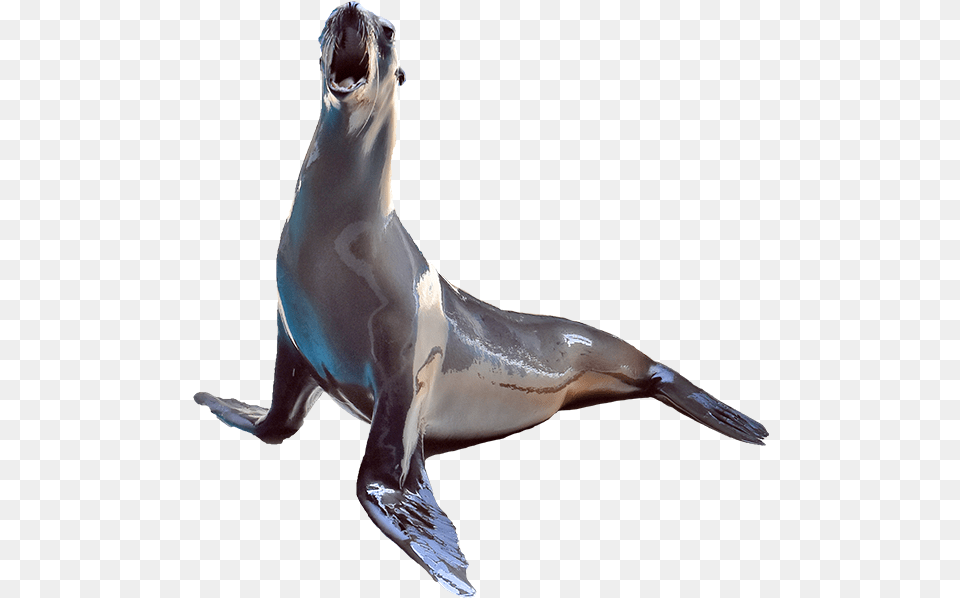 Sea Lion Cut Out, Animal, Mammal, Sea Life, Sea Lion Free Png Download