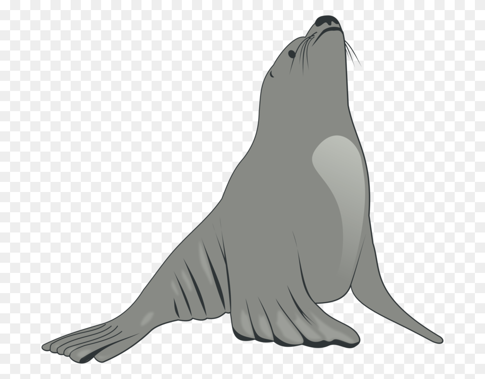 Sea Lion Earless Seal Drawing Cartoon, Animal, Mammal, Sea Life, Sea Lion Png