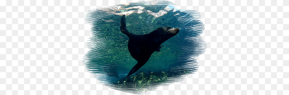 Sea Lion In Espiritu Santo Island Infant, Animal, Mammal, Sea Life, Sea Lion Free Png Download