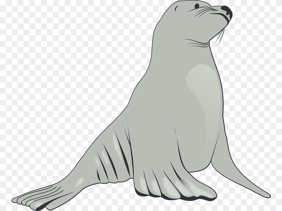 Sea Lion Mammals Sea Creatures Animals Life Sea Lion Clipart, Adult, Female, Person, Woman Free Png Download