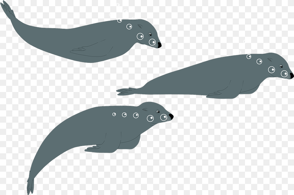 Sea Lion Seal Water Free Vector Graphic On Pixabay Fin, Animal, Mammal, Sea Life, Whale Png